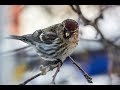 Птицы зимой, чечетка обыкновенная, Common Redpoll