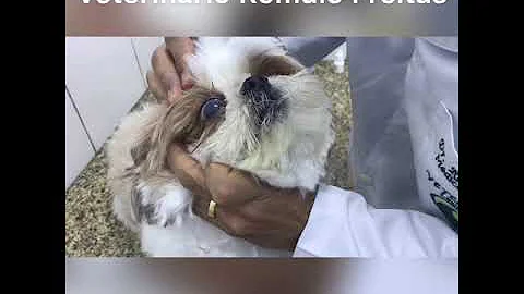 O que fazer quando o cachorro fica com olho branco?