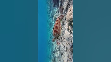 نبرات مليئة بالخشوع، يجلجل بها صوت القارئ كأنه يذكر القلوب بذكر الله فيبعث فيها حياة جديدة."#القران