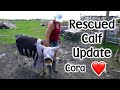 Cora the Rescued Calf Update and Feather Footed Pigeon