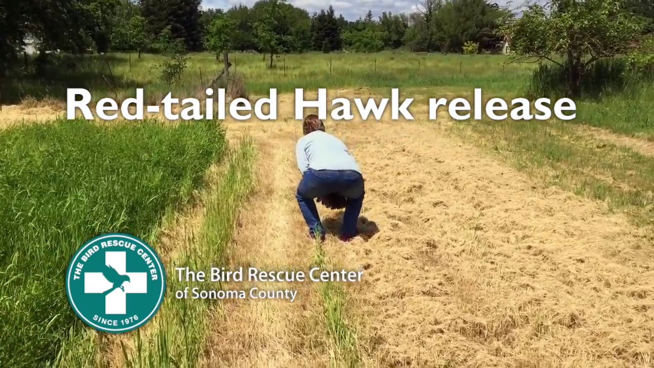 Rescue And Rehabilitation The Bird Rescue Center