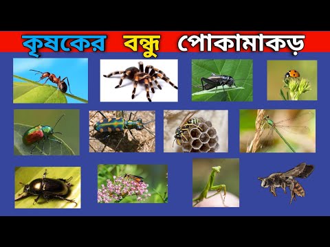 এই সব পোকামাকড় ওনেক উপকার করে থাকে । আমাদের জীবন এ