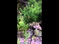 Wood duck jumping for berries