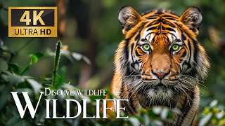Discovery Safari Live 4K 🐾 Amazing Wild Movie with Relaxation Piano Music for Peaceful Moments