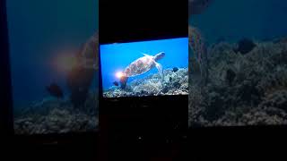 Original ATTention U-Verse Fish Channel Home Recording