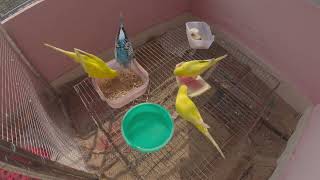 Parakeets Hilarious Reaction & Activities | Happy Budgies Getting Morning Diet Treat