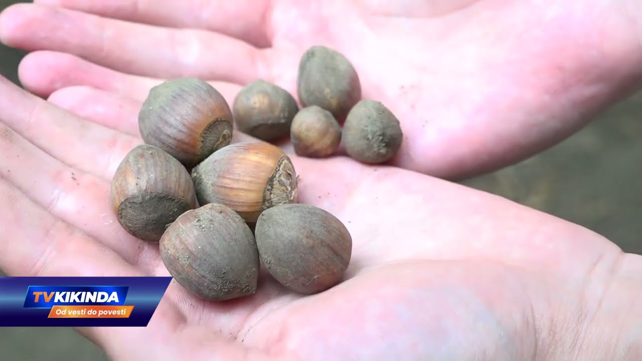 Proizvodnja lešnika u ekspanziji