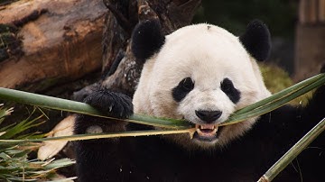 Excited panda does acrobatics in the snow