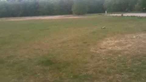 Dans RC hong nor buggy