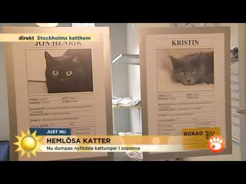 Video: Hjälpa Hemlösa Katter Genom Vintern