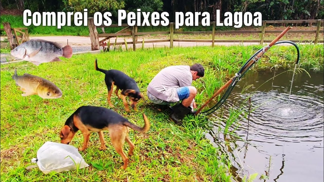 VOCÊS NÃO IMAGINAM O QUE ACONTECEU, SERÁ QUE DEU CERTO OS PEIXES AQUI NO SÍTIO?