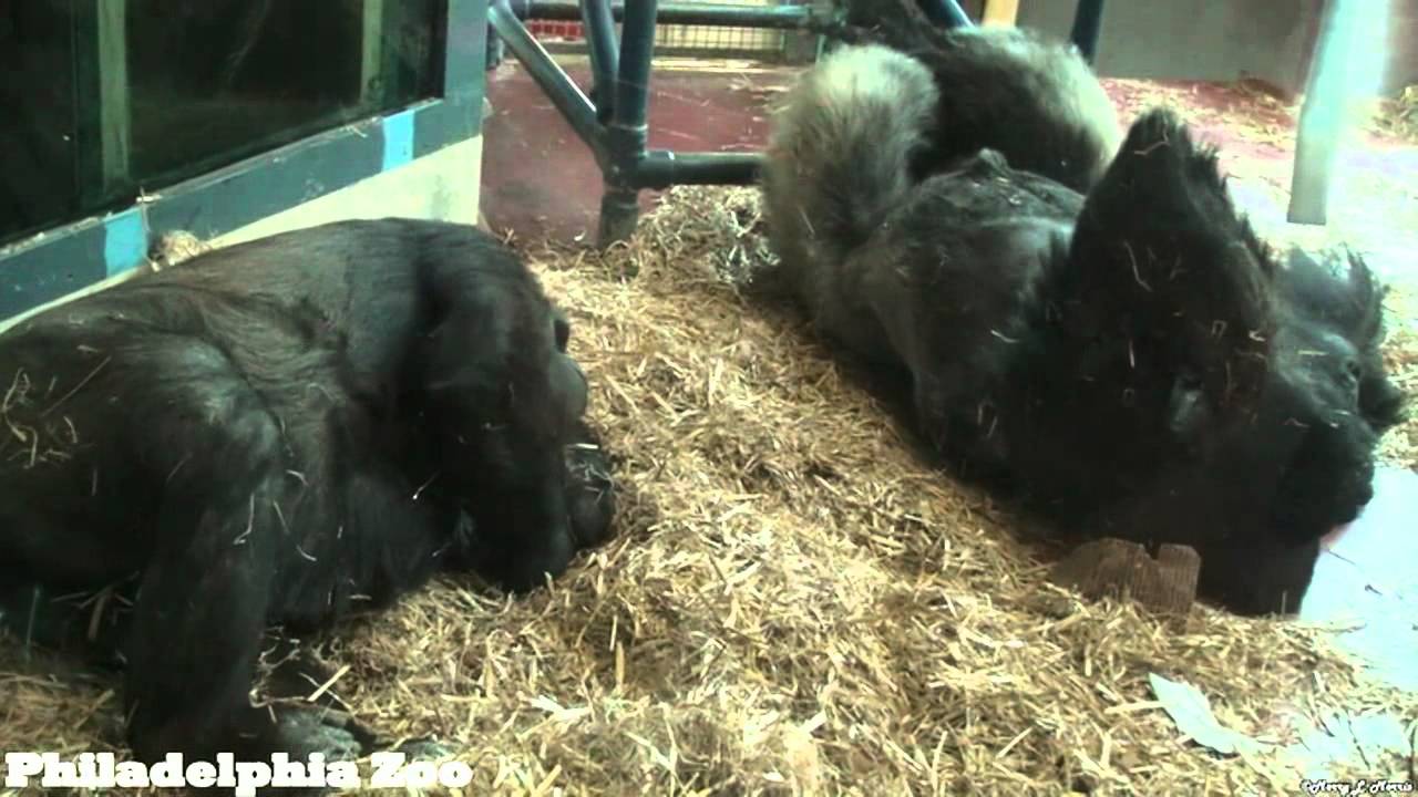 Philadelphia Zoo Gorillas Kira and Motuba on Saturday - YouTube