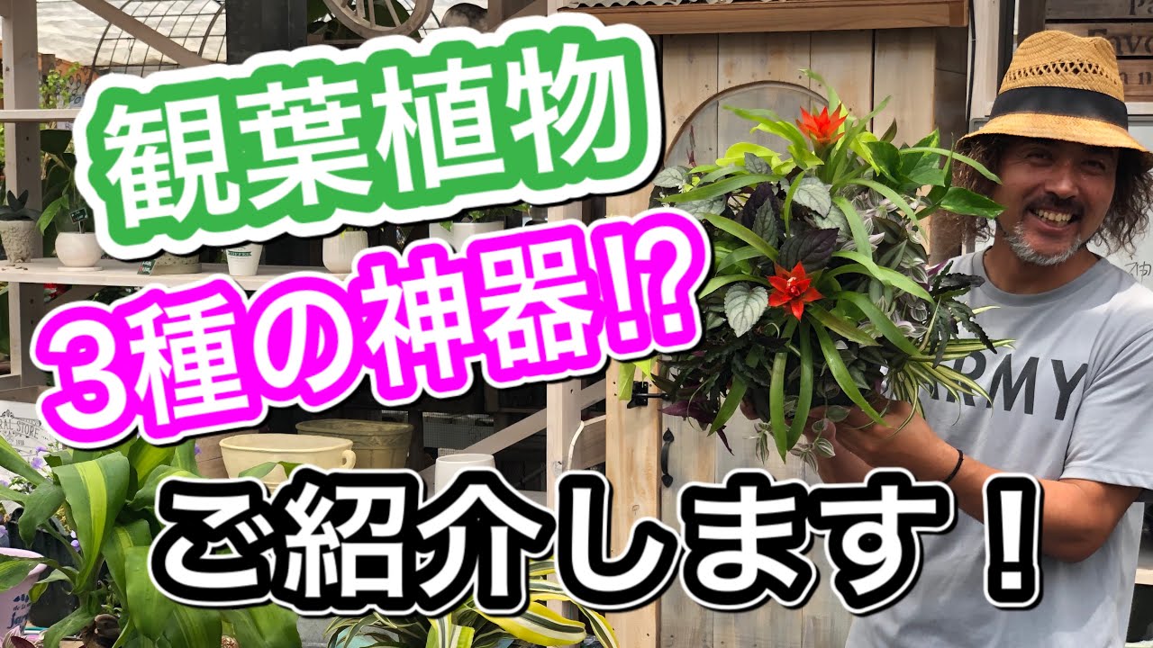 Houseplants] The three sacred treasures - YouTube