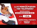 #EnVivo | ¿Te has preguntado si tu mascota puede ver televisión? Un experto responde en vivo.