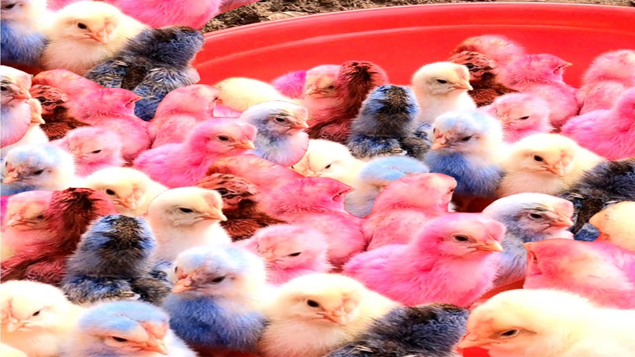 Поймать животное, милая утка, разноцветные цыплята, радужные цыплята, уход за животными 💦💚💚💖💜💙💕💕.