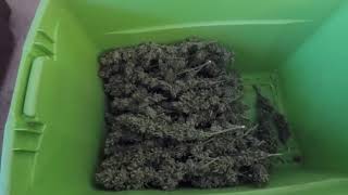 How to De-bud my Cannabis Plant