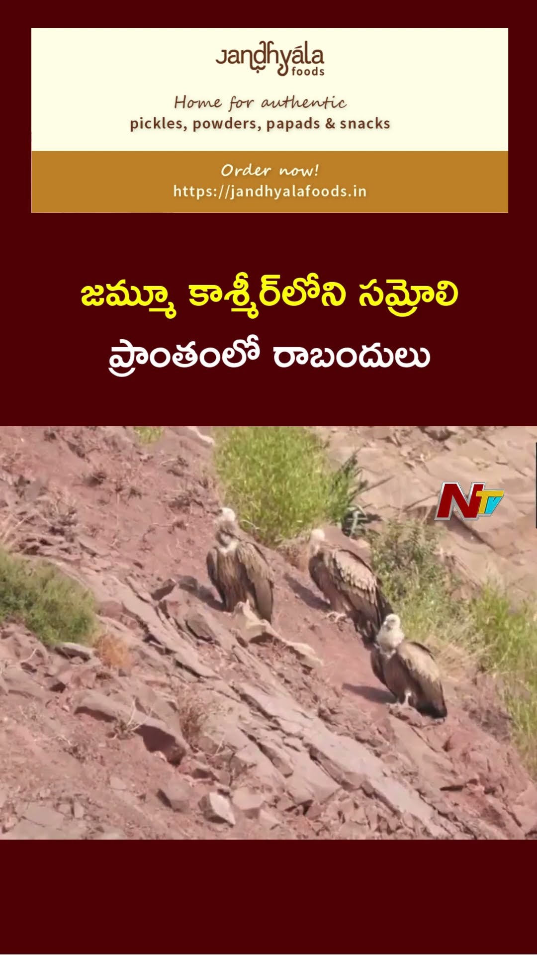 Severe Cold Waves in J \u0026 K : Vultures Were Spotted in the Samroli area | Ntv