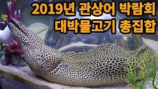 2019년 관상어 박람회~ 대박물고기 총집합 구경하세요!