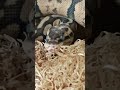 Superfly Orange Dream Chocolate Blue-Eyed Ball Python – Deep Shed, Still Glowing! 🔥🐍