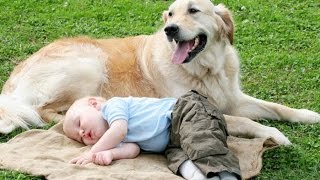 Смотреть лучшие приколы.Супер подборка с собаками Смотреть лучшие приколы.Супер подборка с собаками