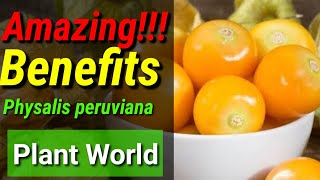 Physalis Peruviana Ciplukan Amazing Benefits Of Physalis Peruviana Or Ciplukan Plant World