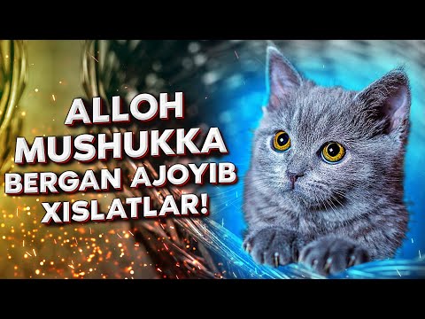 Video: Mushuklar qanday idishlarni afzal ko'radi?