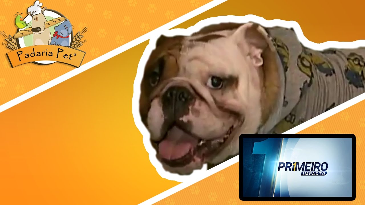 camera iphone 8 plus apk Padaria Pet - Primeiro Impacto - 12/04/2016