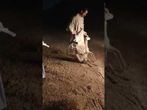 صيد غزلان عمروي كلابشه