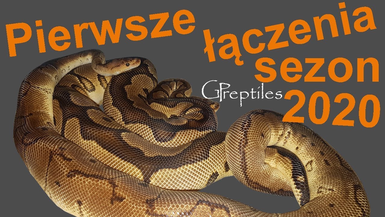 królewskie piwo Kilka pierwszych łączeń na sezon 2020! Sznasa na Super Gravel Piedy? :O