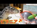 カンボジアの魚を持って帰ってテン君にあげてみた！！！