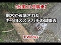 台風21号 倒木で破壊されたキイロスズメバチの巣撤去【滋賀県東近江市】 Japanese Giant Hornets Nest removal-Japanese BeeHive Hunter