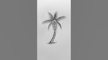 Realistic coconut tree drawing by pencil #Art #PencilDrawing #HowToDraw #TreeDrawing #Shorts