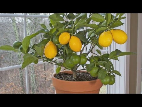 Ішінен жетілген әйелдер қынаптарының фотосуреттері