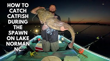 How to catch catfish during the spawn on Lake Norman