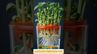 Best Way to Grow Tomatoes in Water at Home 🍅#shorts