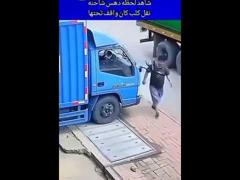 حادثة صعبة موت كلب بطريقة بشعة والله صعب عليا