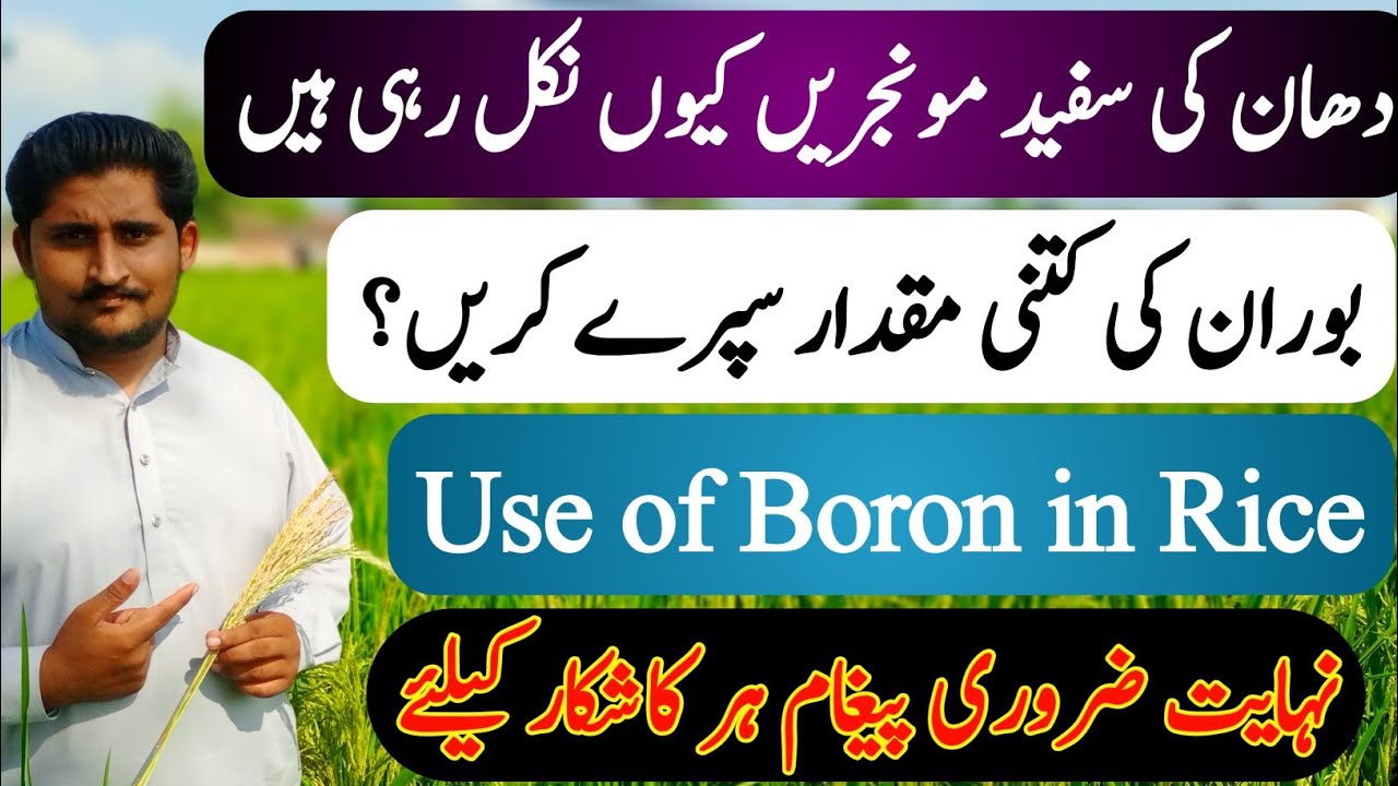 Boron deficiency in Rice crop | White head appearance in Rice ...