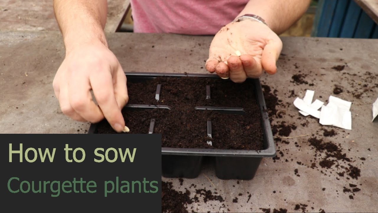 EP150 Five Minute Friday, How to sow courgette seeds