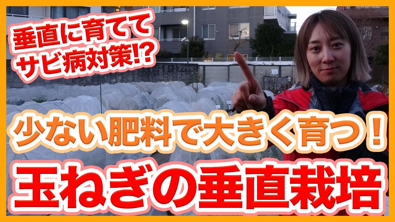 Tips for growing onions vertically from a Japanese farmer ! - YouTube