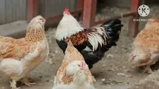 Ameraucana chicken breed💥😳