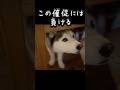 どうやらおねだりの極意を極めたっぽい #husky #シベリアンハスキー