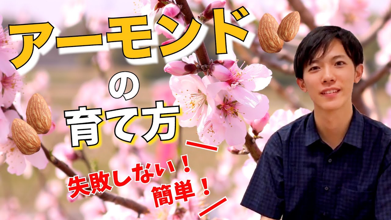 初心者】簡単なアーモンドの育て方！ - YouTube