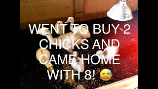 Drove 12 Hours To Pick Up White Emu Chicks