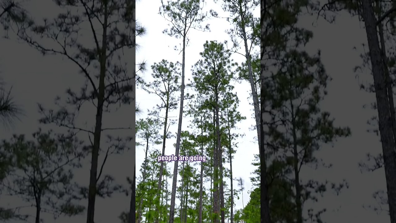 ENDANGERED  Red-cockaded Woodpecker || Habitat & Conservation Efforts