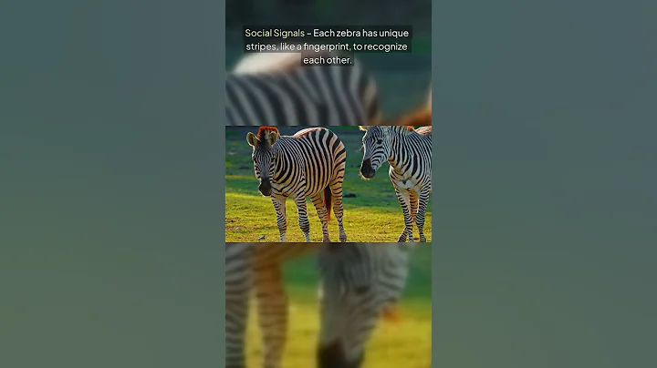Why Do Zebras Have Stripes? The Real Reason Will Surprise You!