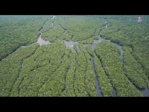 Vídeo: Árvores Sagradas - Visão Alternativa