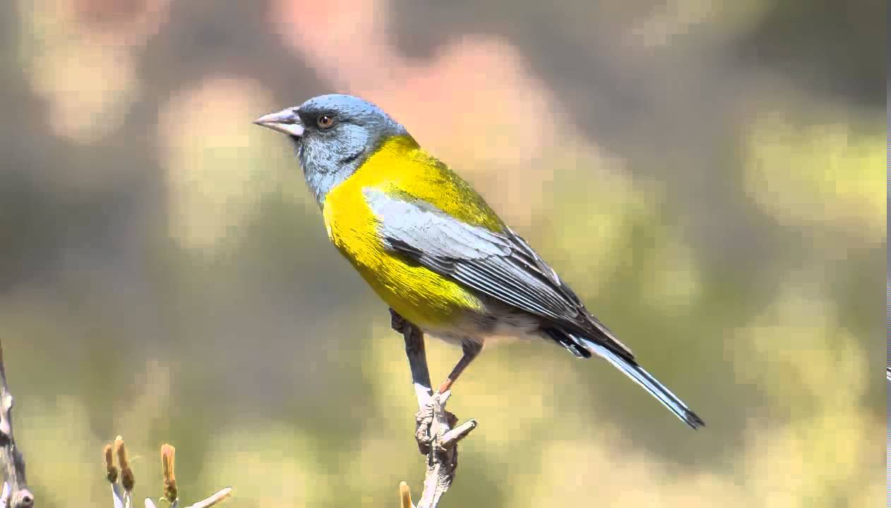 Comesebo Andino o Cometocino de Gay Cantando Sonido para Llamar El Mejor