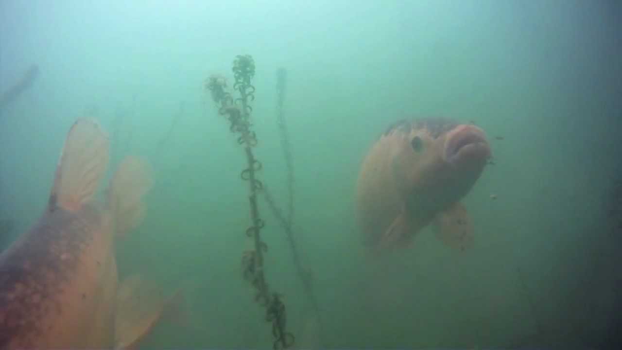 koi fish UK First Golden Tench Underwater at Angler Paradise, Devon