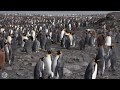 King penguins in their huge colony  south georgia island