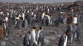 King Penguins in their HUGE colony - South Georgia Island @PenguinsInternational